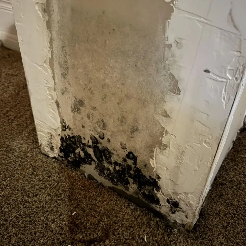 Professional Mold Removal in Irvine, CA